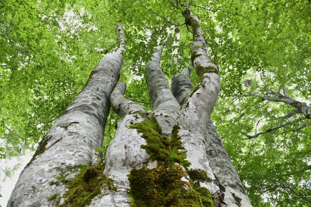 幹の太いブナの木